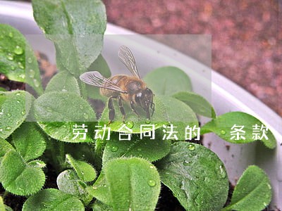 劳动合同法的 条款 劳动合同法的 条款